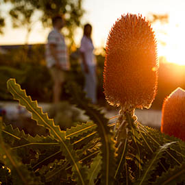 A couple walking past local flora at sunset